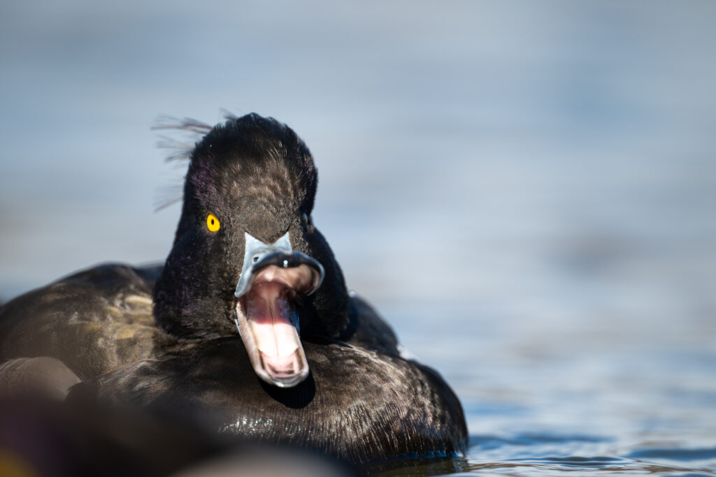 あくびをするキンクロハジロ