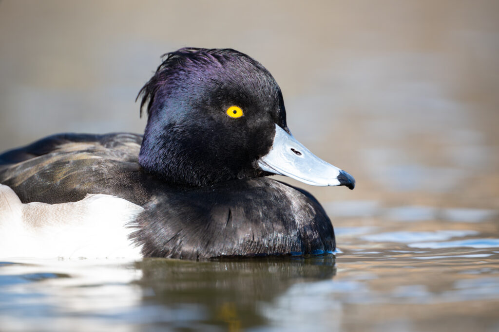 池に浮かぶキンクロハジロ