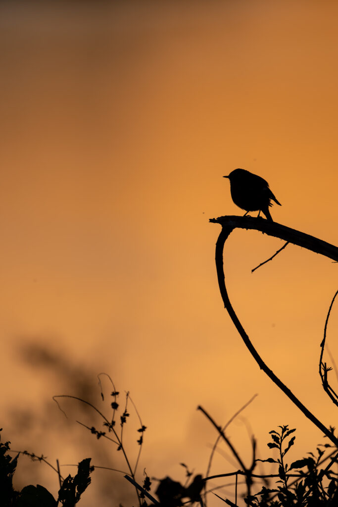 ジョウビタキのシルエット