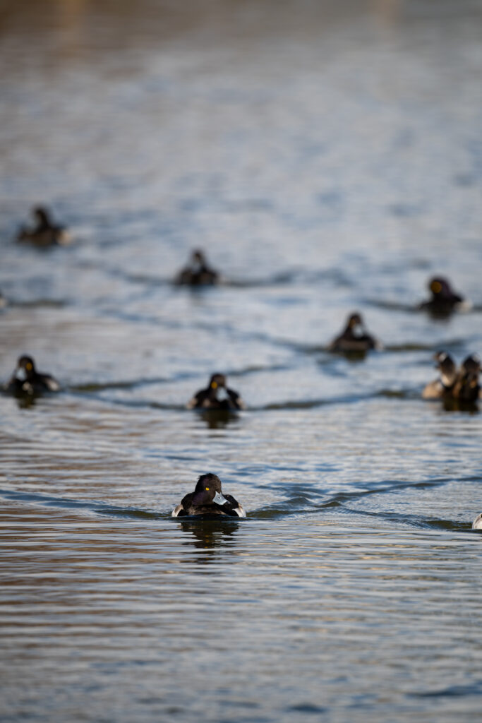 向かってくるキンクロハジロの群れ