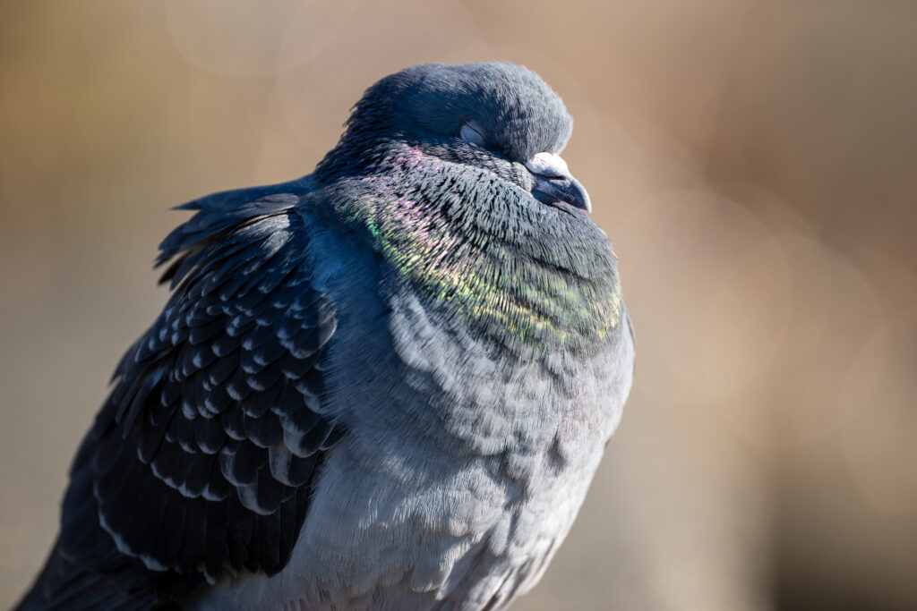 目を閉じたカワラバト