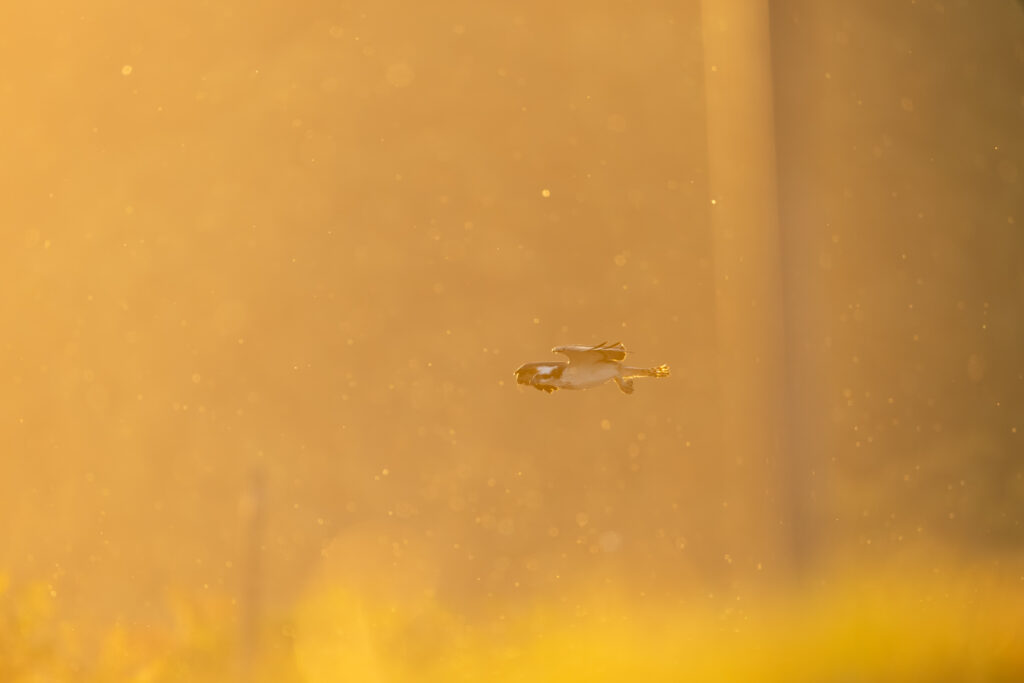 夕日の中のミサゴ