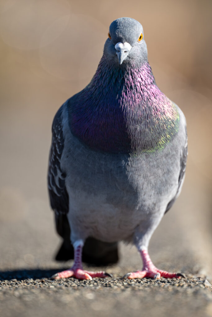 こちらを向くカワラバト