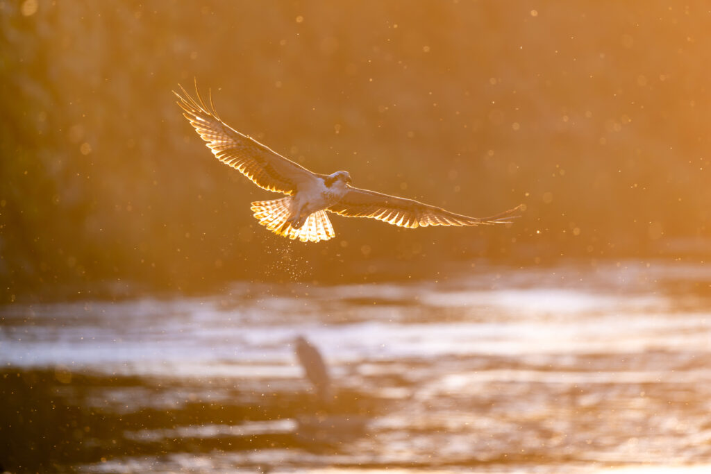 夕日の中のミサゴ