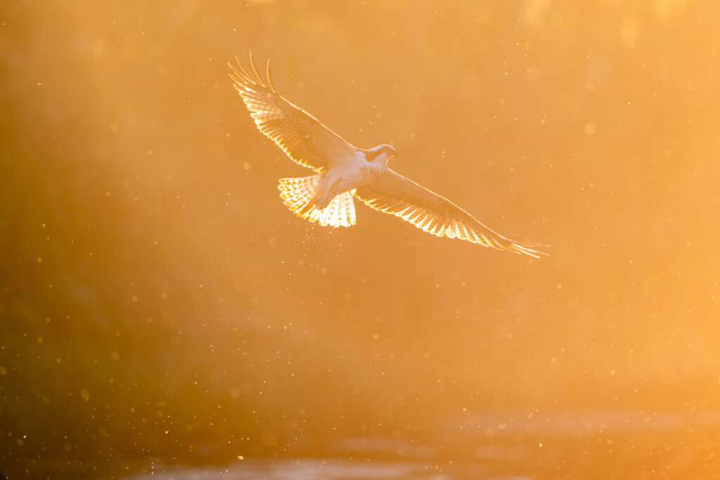 夕日の中のミサゴ