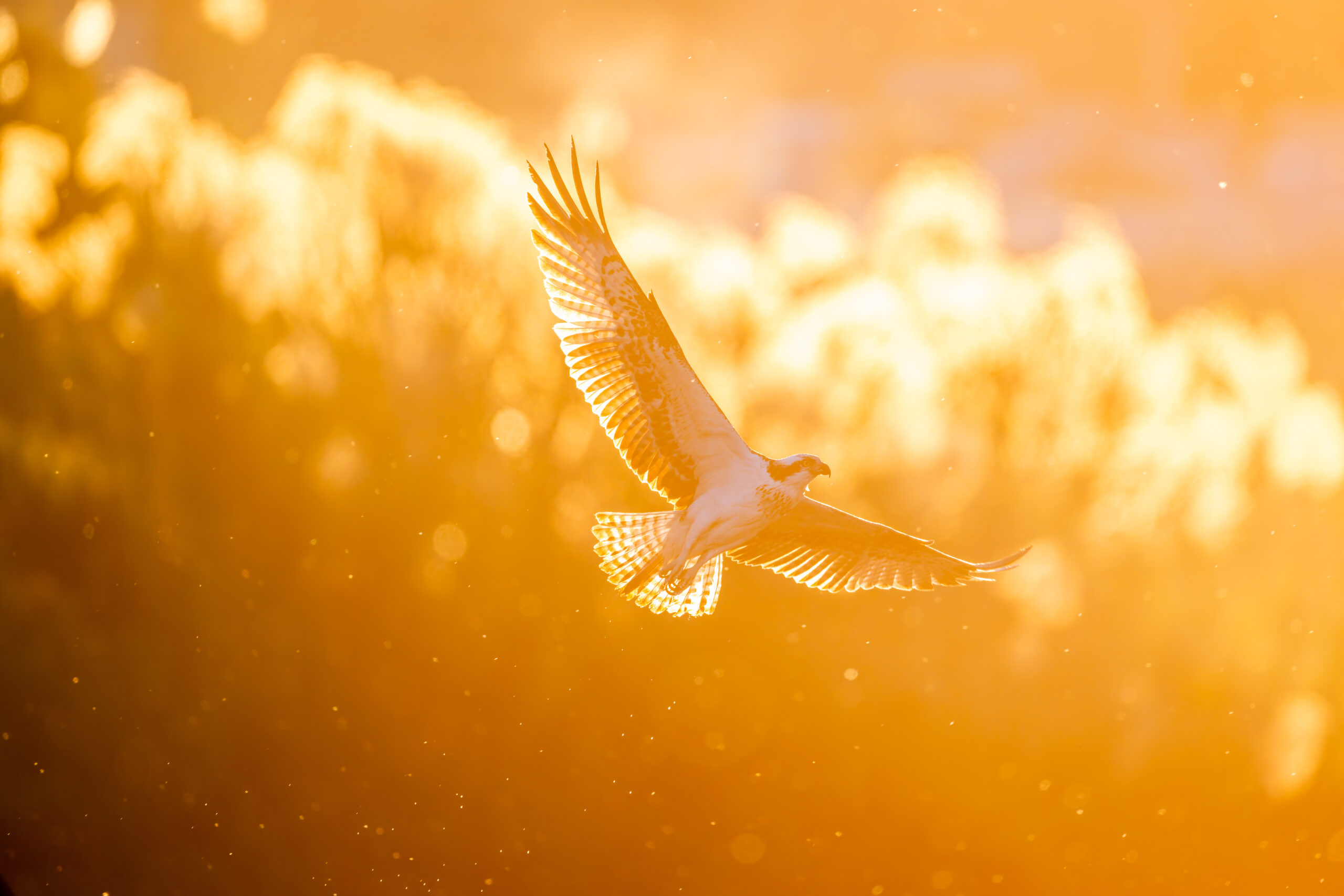 夕日に舞うミサゴ