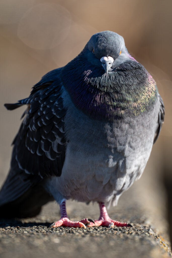 羽毛を膨らませたカワラバト
