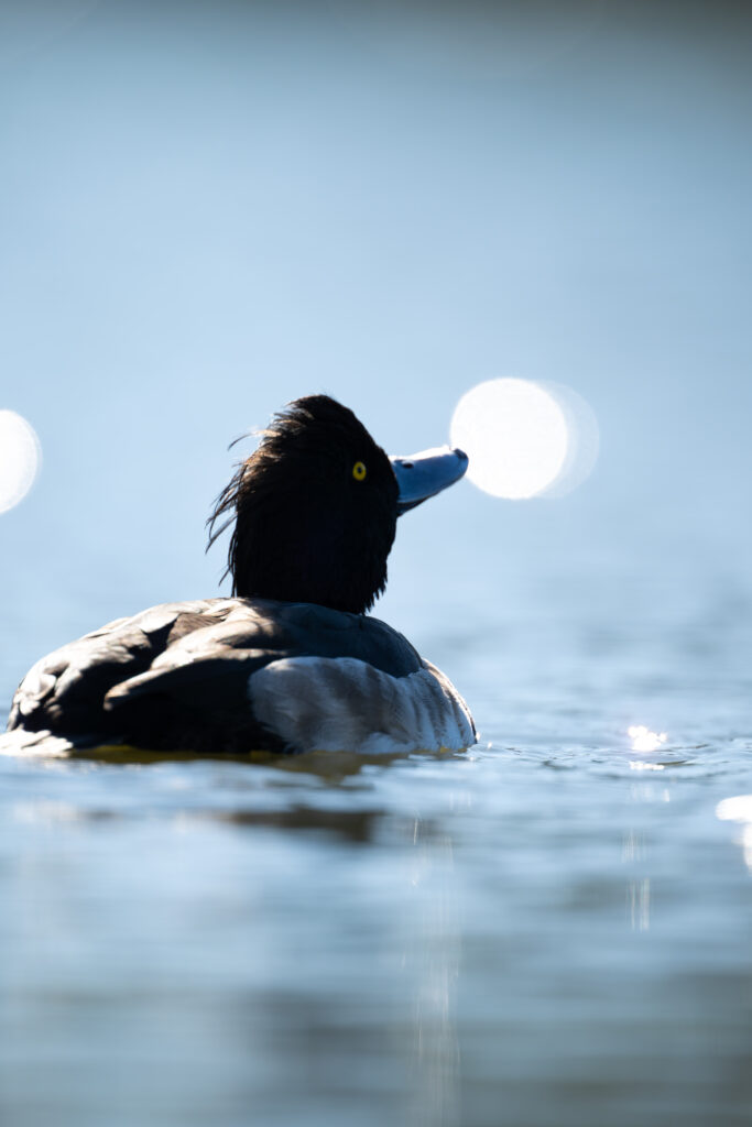 上を向くキンクロハジロ