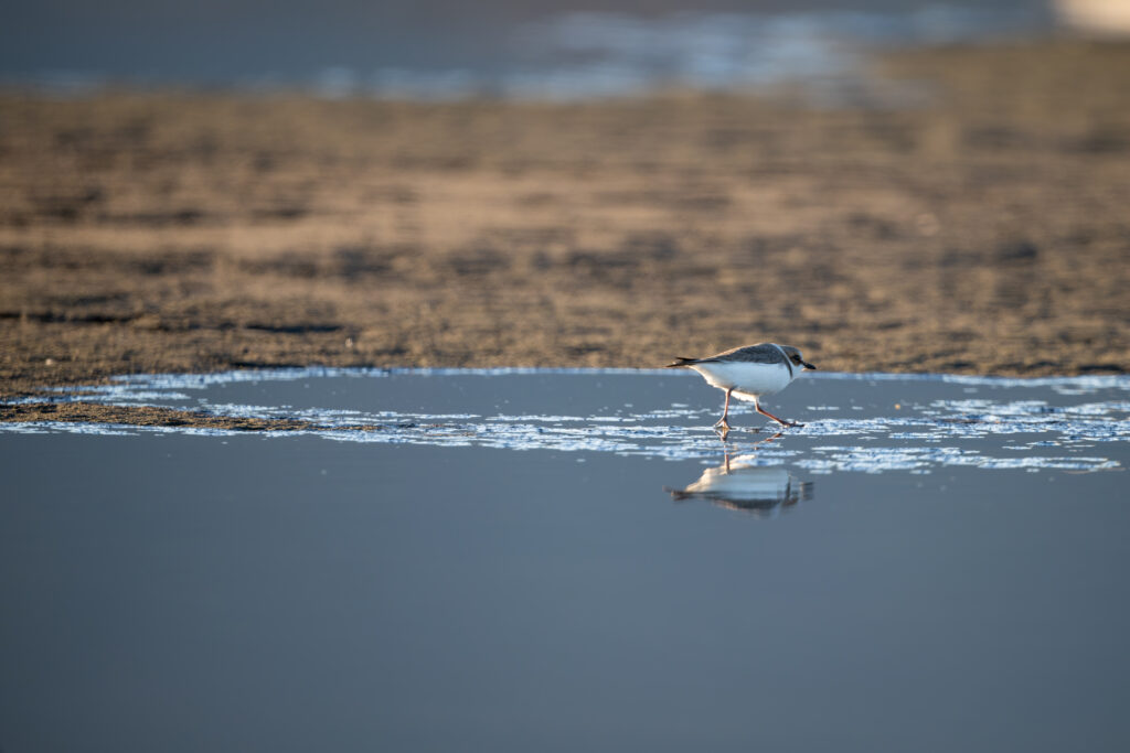海辺を歩くシロチドリ