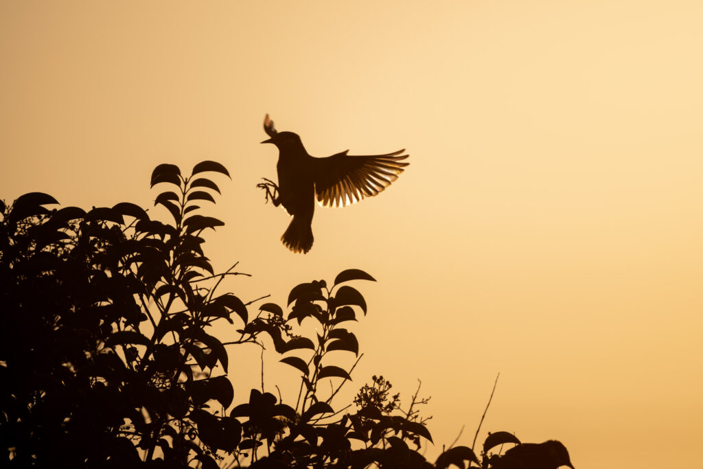 夕暮れに飛翔するムクドリ