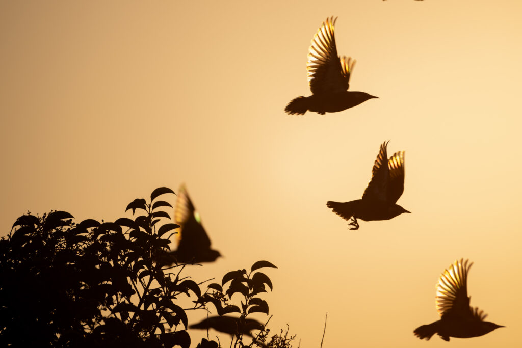 夕暮れに飛翔するムクドリ
