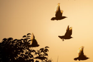 夕暮れに飛翔するムクドリ