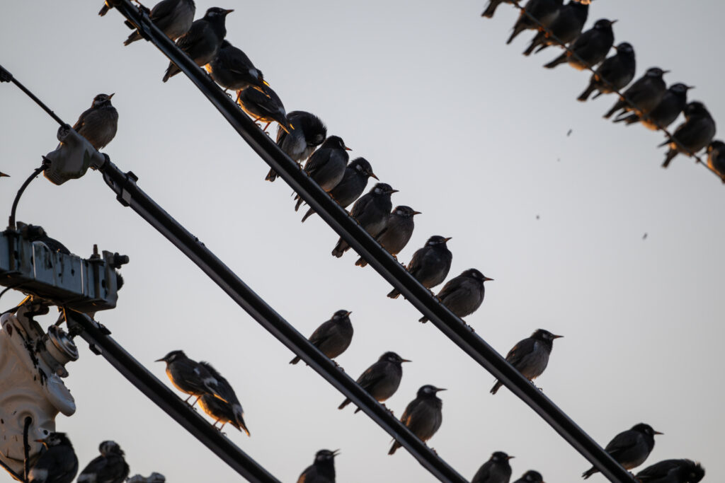 電線に集まるムクドリ