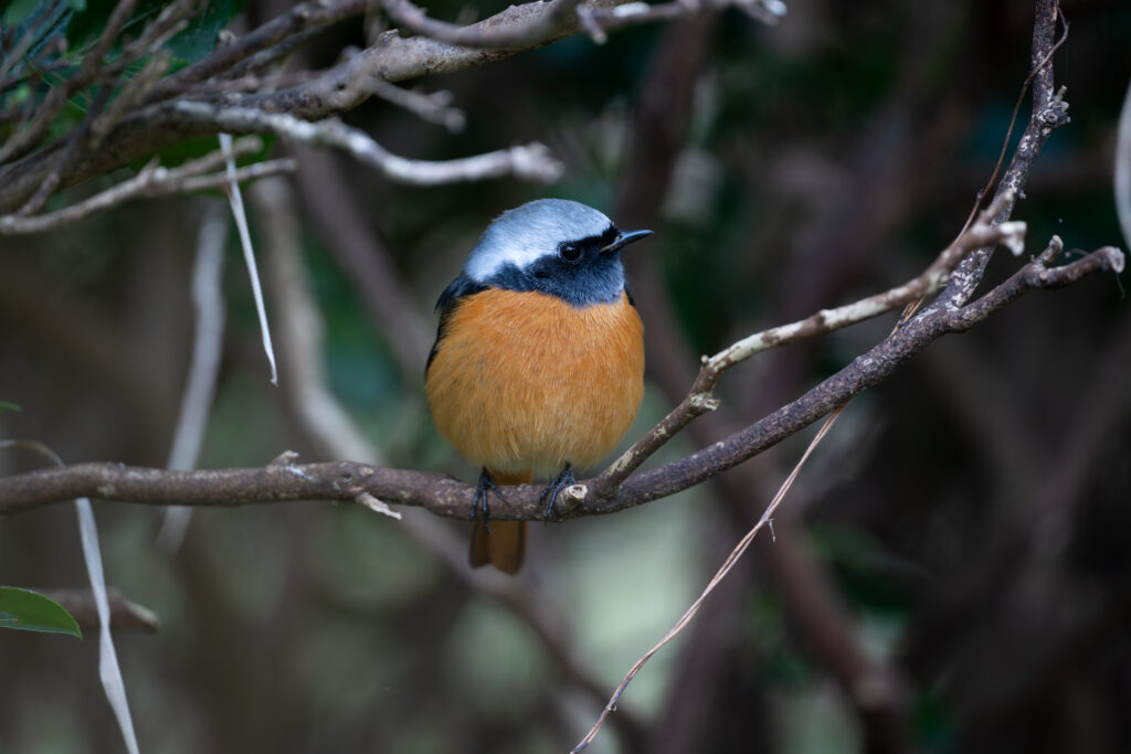 草むらのジョウビタキのオス