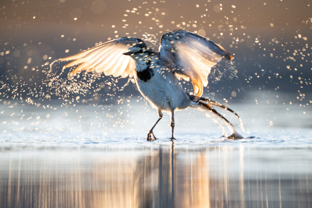 水浴びするハクセキレイ