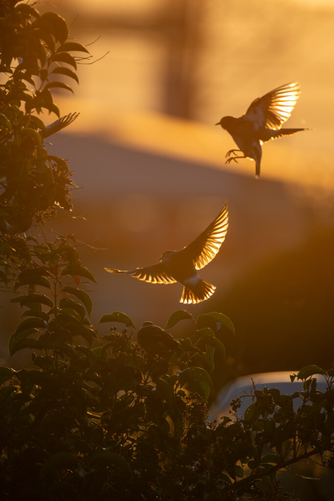 夕暮れに飛翔するムクドリ