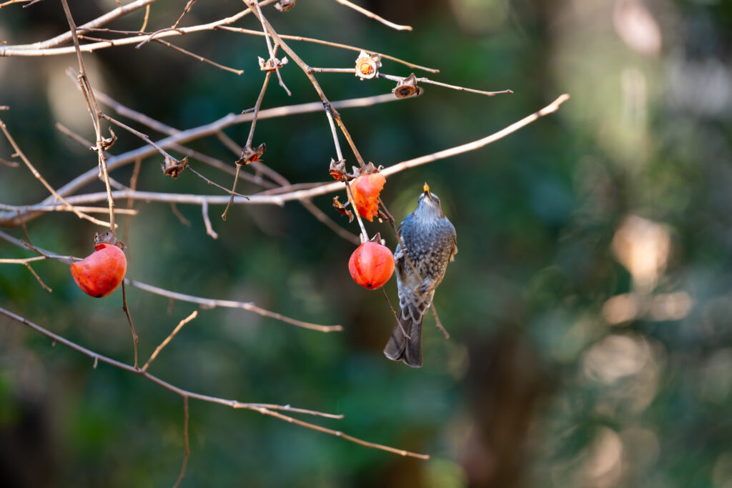 柿を食べるヒヨドリ