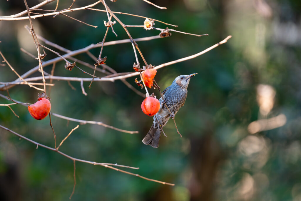 柿を食べるヒヨドリ