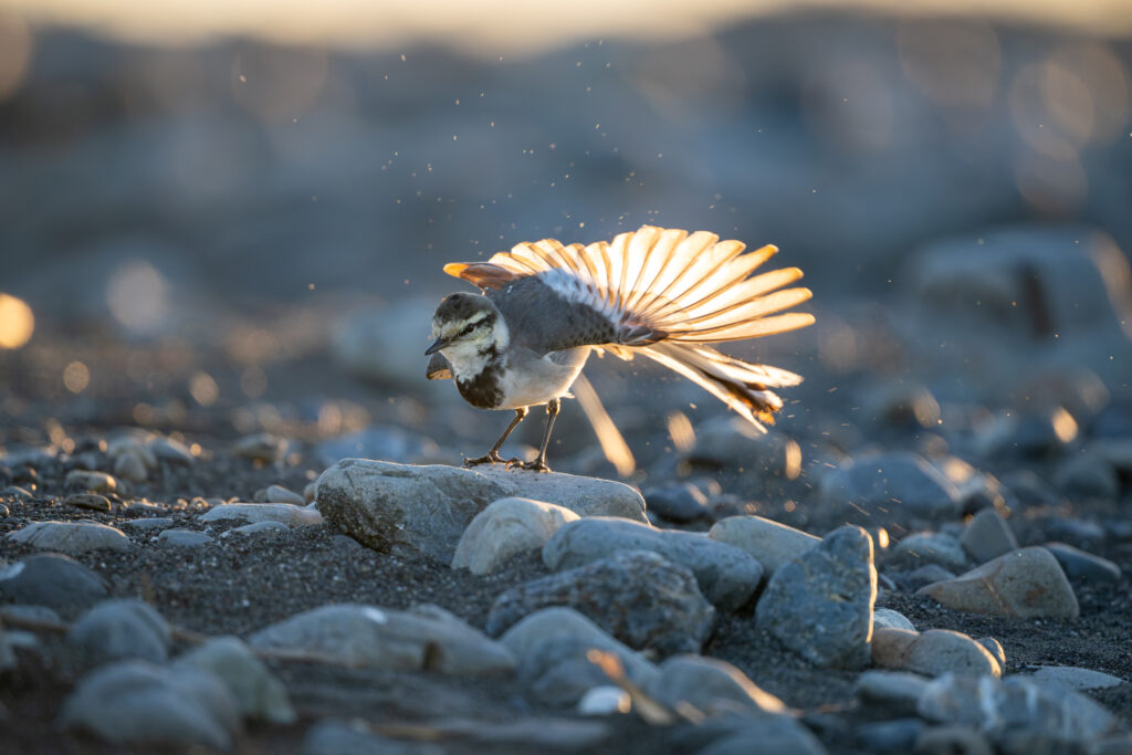 ストレッチするハクセキレイ