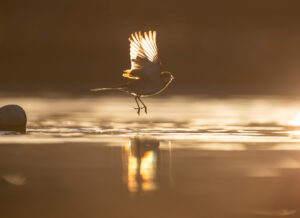 ハクセキレイの飛び立ち