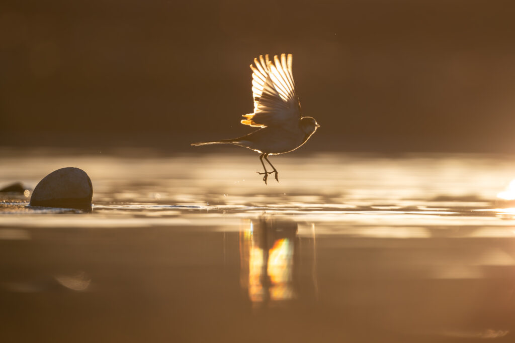 ハクセキレイの飛び立ち