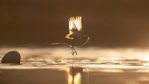 ハクセキレイの飛び立ち