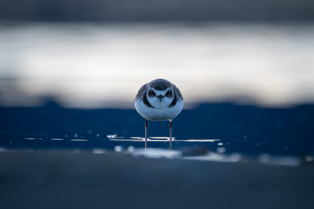 海辺のシロチドリ