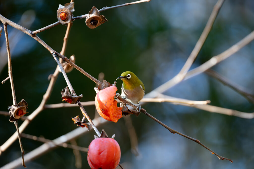 柿を食べるメジロ