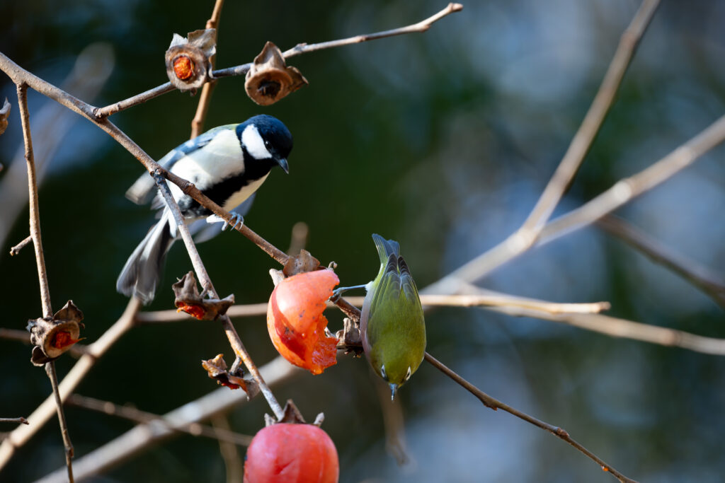 柿を食べるメジロ
