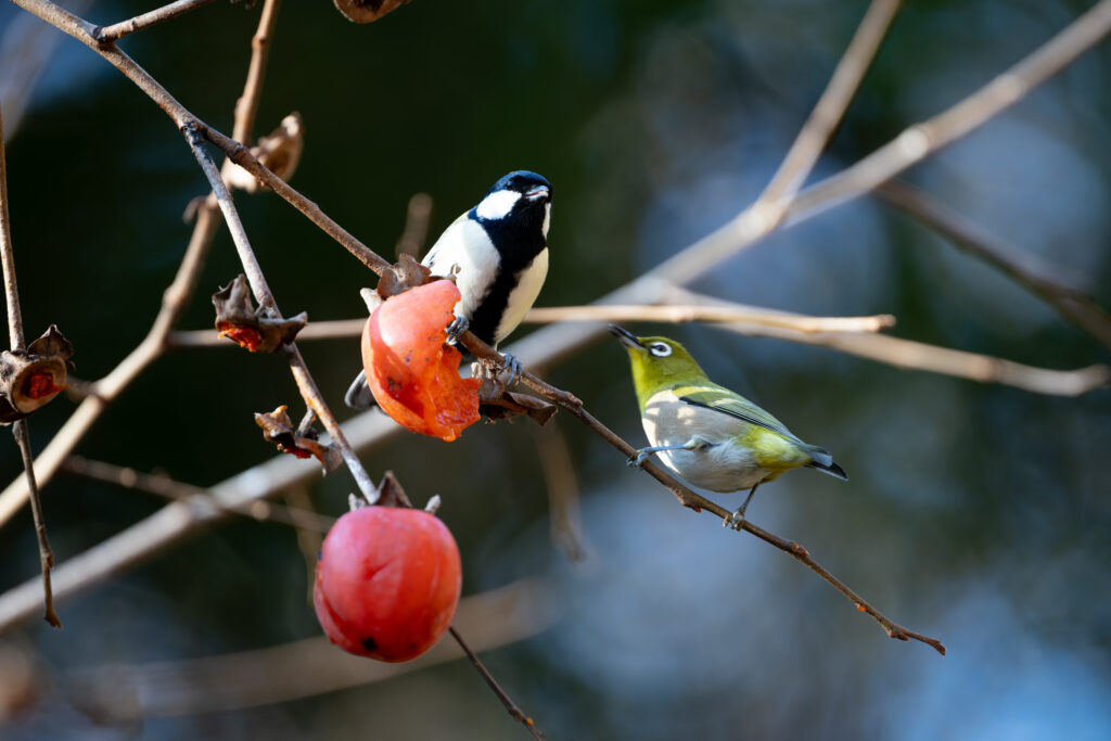 柿を食べるシジュウカラ