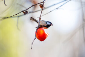 柿を食べるシジュウカラ