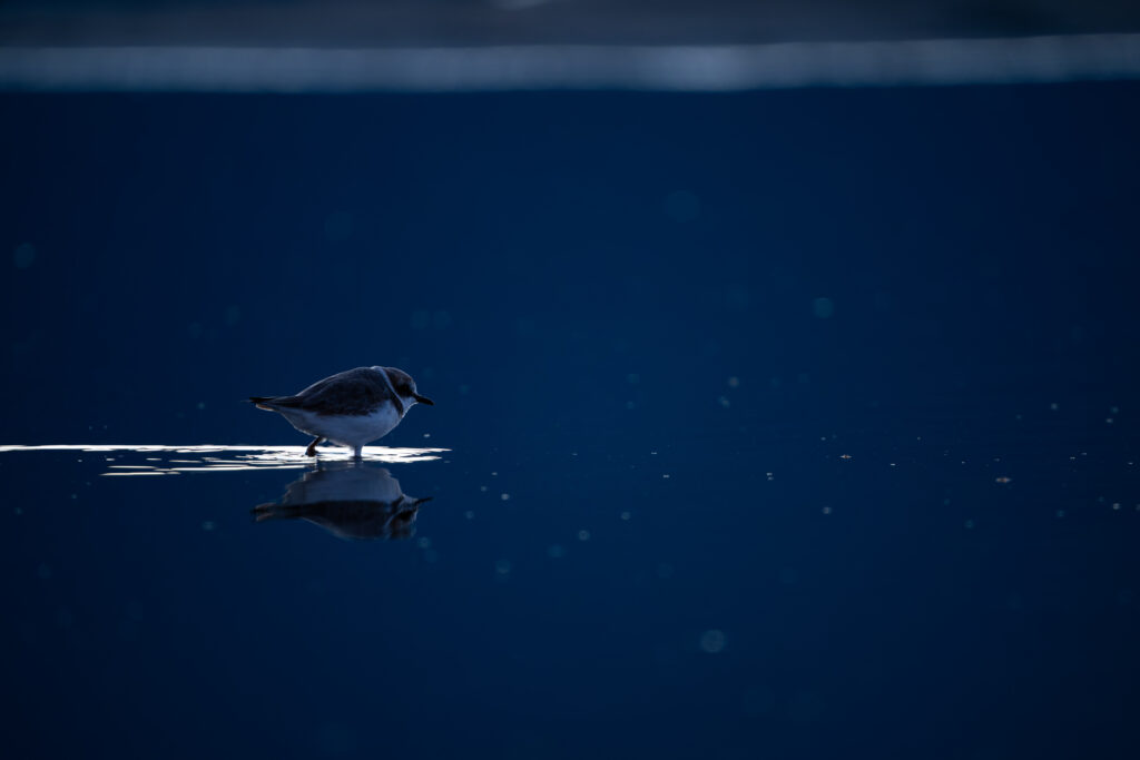 海辺のシロチドリ