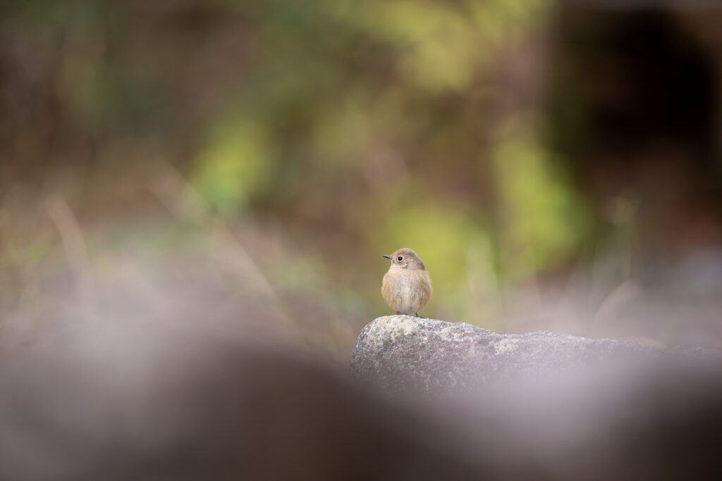 岩の上のジョウビタキメス
