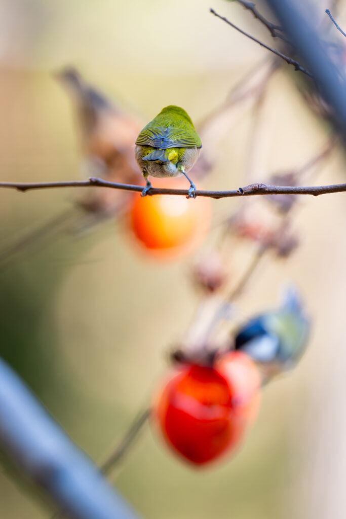 シジュウカラとヤマガラが柿を食べている所を見るメジロ