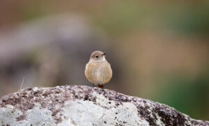 丸いジョウビタキのメス