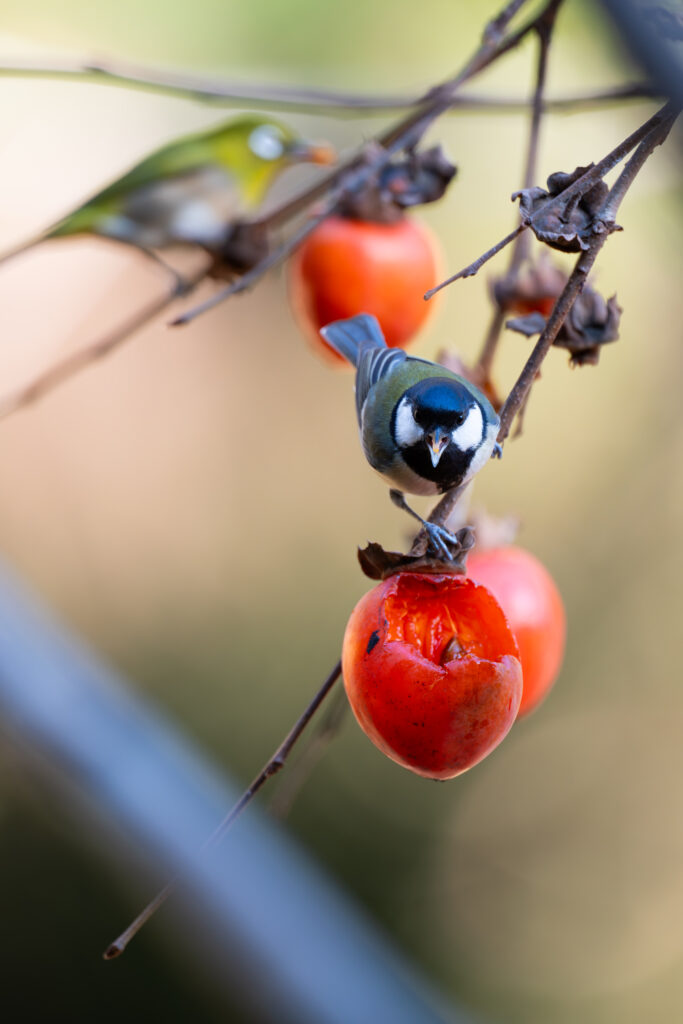 柿を食べるシジュウカラとメジロ