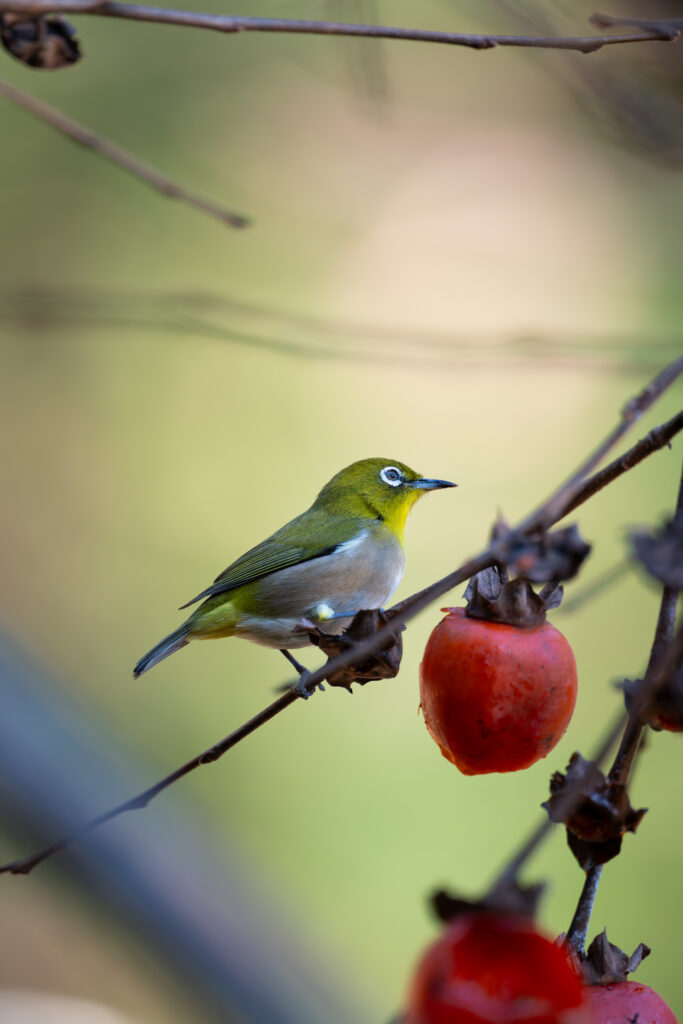 柿の木にとまるメジロ