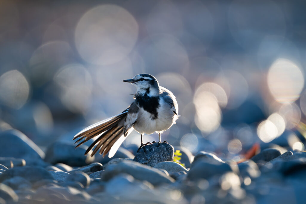 羽繕いするハクセキレイ