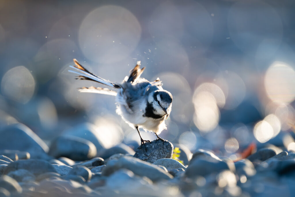 羽繕いするハクセキレイ