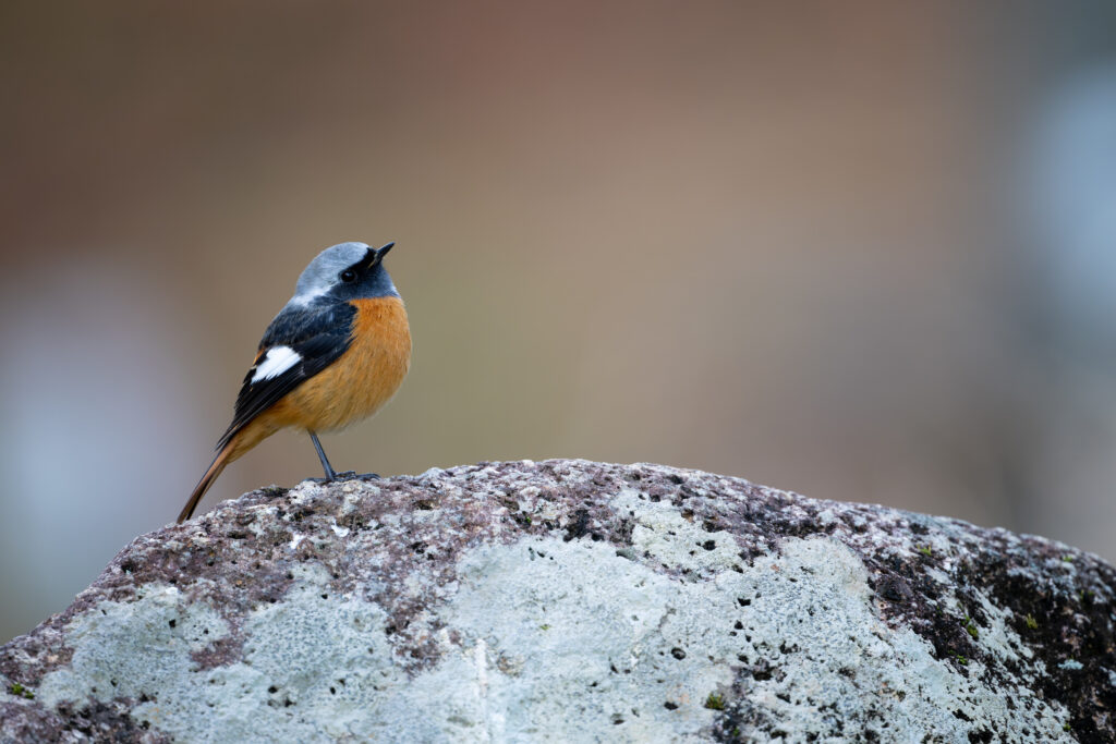 岩の上のジョウビタキオス