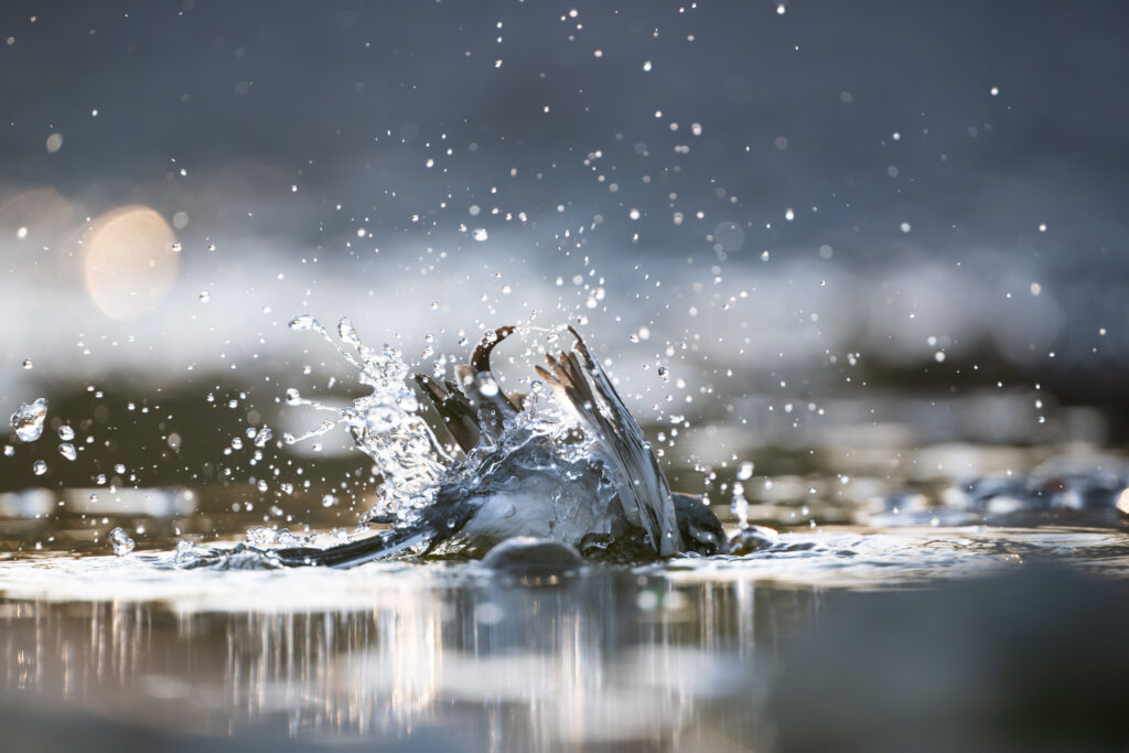 水浴びするハクセキレイ