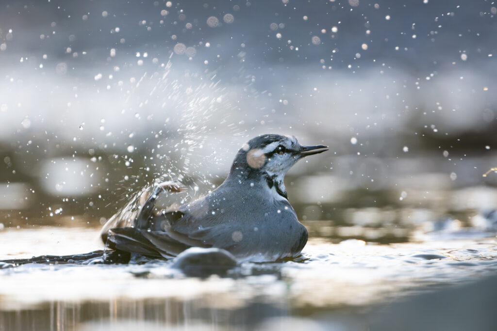 水浴びするハクセキレイ