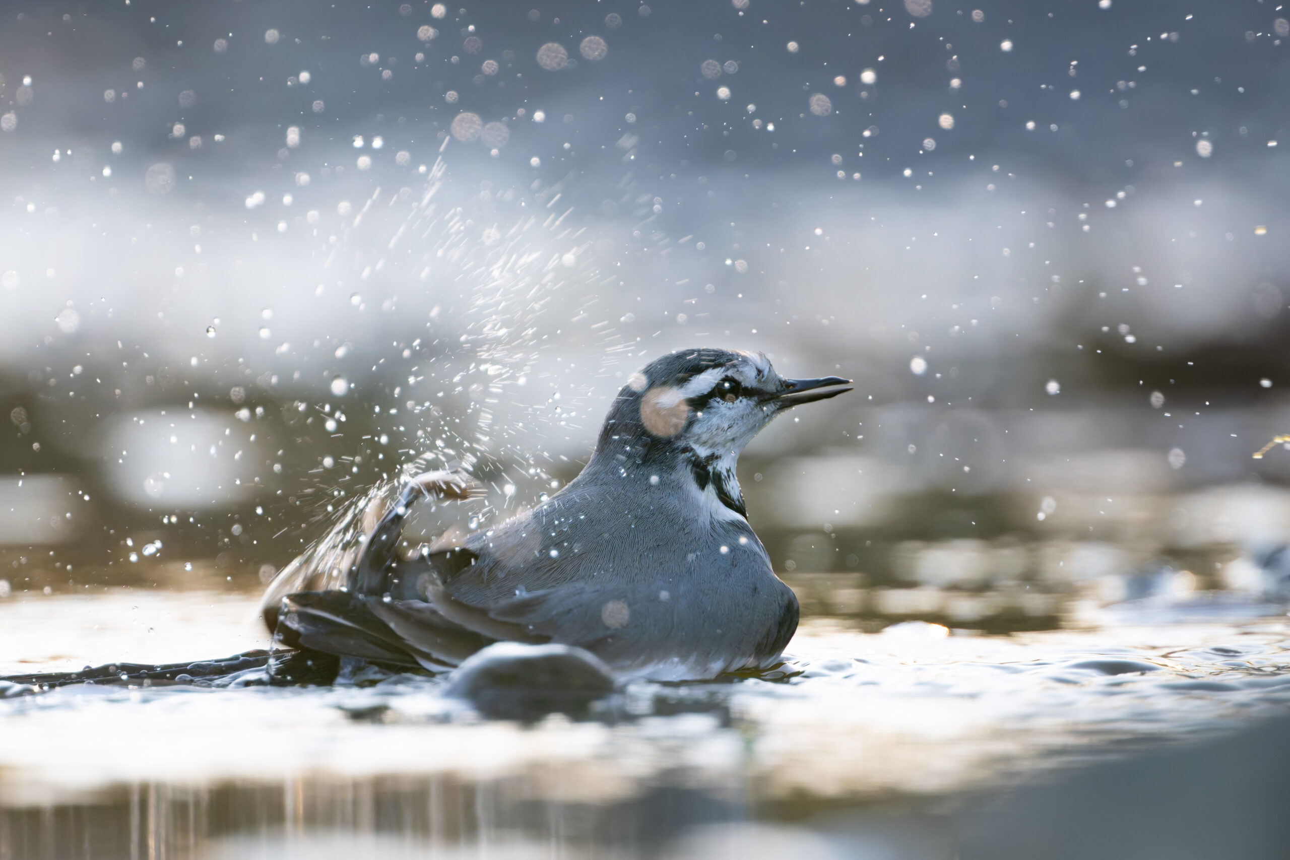 水浴びするハクセキレイ
