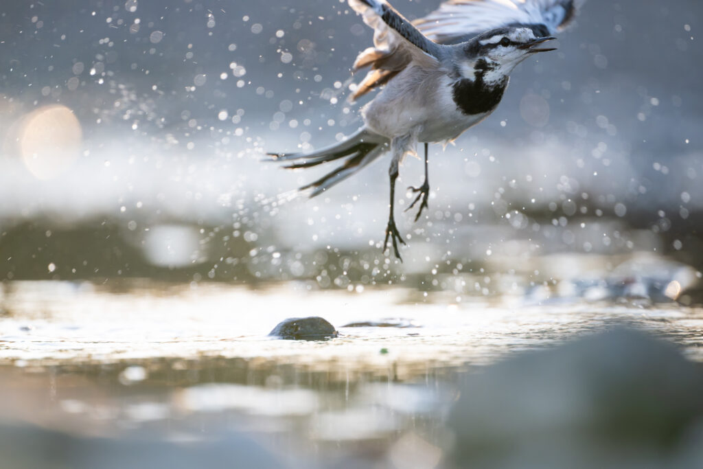 水浴びしたハクセキレイ