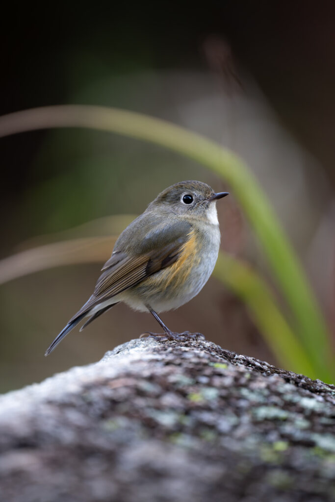 岩の上のルリビタキ