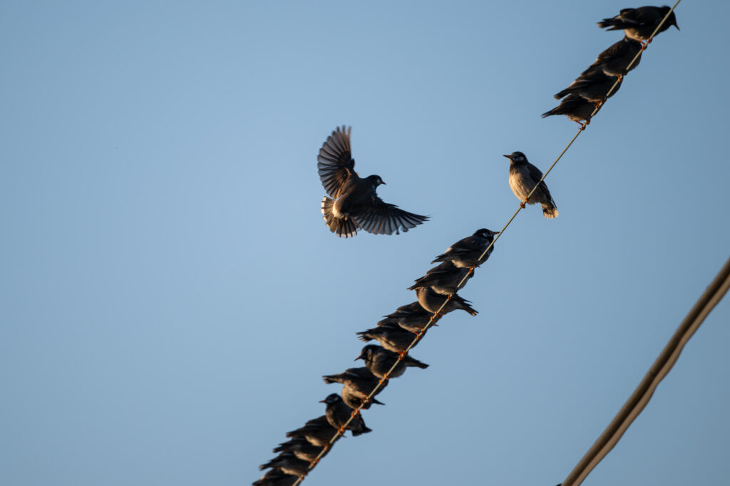 電線に集まるムクドリ