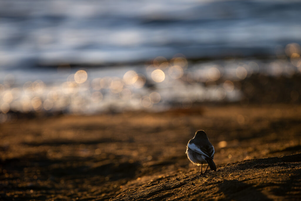 河口のハクセキレイ