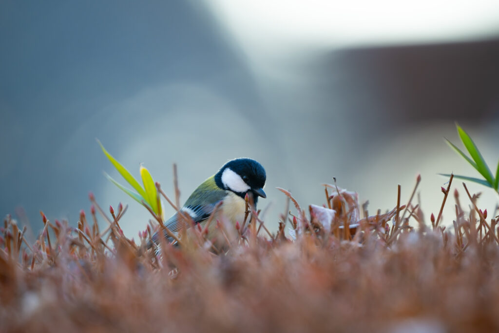 草木の上のシジュウカラ