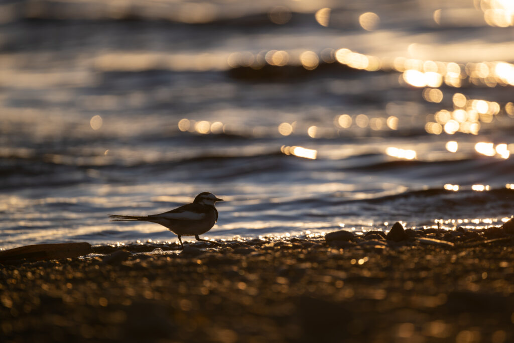 河口のハクセキレイ