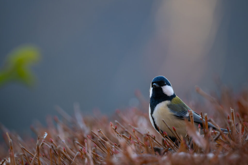 草木の上のシジュウカラ